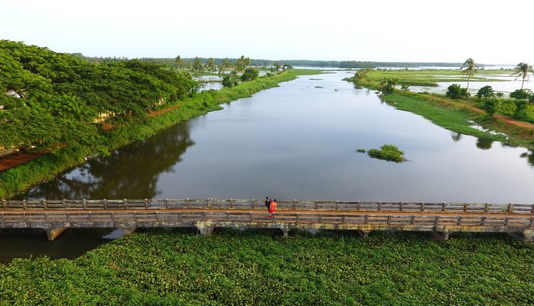Kerala's beautiful view the blackwater greenery